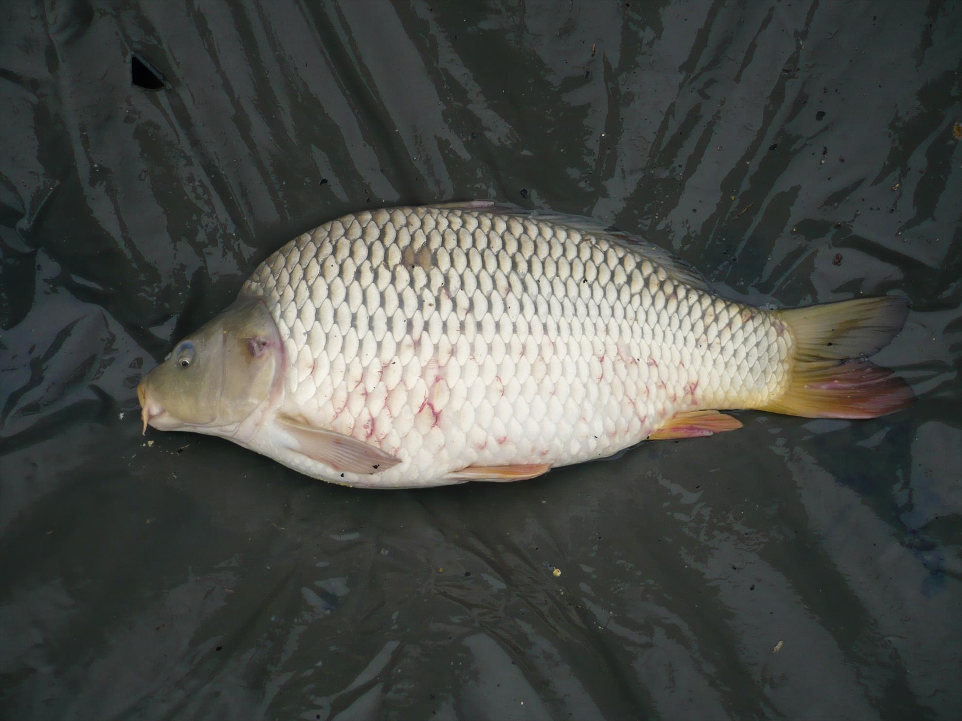 MV2 - 13.NOI.2013 - p1010919.JPG